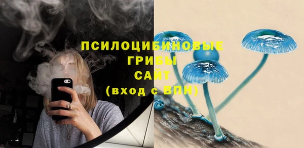 прущие грибы Вязники